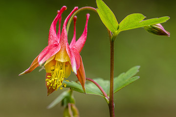 Closeup capture of Canadian Columbine wild flower with leaf