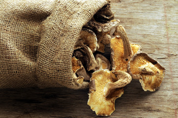 Fungi