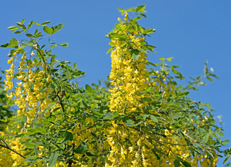Goldregen, Laburnum, Bohnenbaum