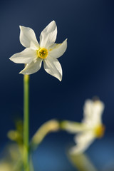 Naklejka na ściany i meble Wild Narcissus. Wild flower in is nature environment.