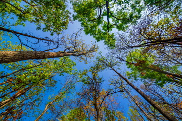 warm spring sun shining through the canopy of tall beech trees