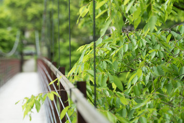 新緑の森の吊り橋