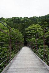 Obraz premium 新緑の森の吊り橋 縦写真