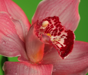 Fototapeta na wymiar Pink orchid. Macro shoot.
