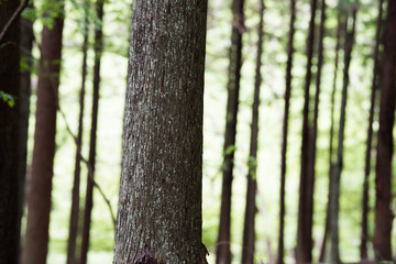 新緑の森の風景