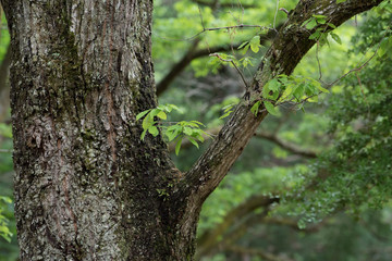 新緑の森のイメージ