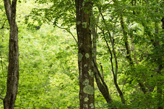 バナーなどの新緑の背景イメージに使いやすい森