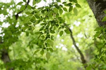 Fototapeta na wymiar 環境のイメージに使いやすい 新緑の森の葉のクローズアップ