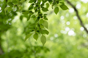 Fototapeta na wymiar 環境のイメージに使いやすい 新緑の森の葉のクローズアップ