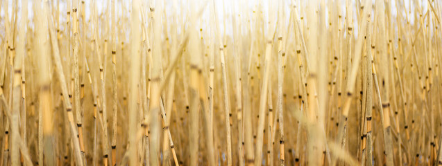 Dry grass, reeds background - Powered by Adobe