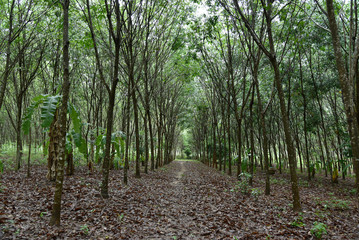 Natural rubber plantation, Rubber tree lane forest.