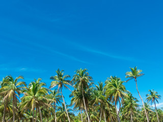 Obraz na płótnie Canvas Palm trees against blue sky