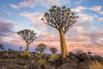 Namibia. Aloe Tree.