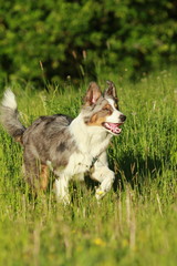 Australian shepherd dog running in summer grass