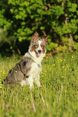 Australian shepherd sitting in the grass outdoor