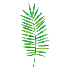 tropical leafs decorative icon vector illustration design