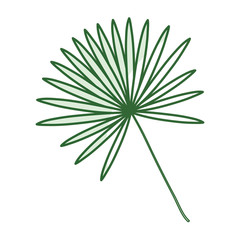 tropical leafs decorative icon vector illustration design