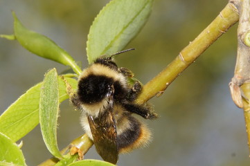 Lunch of bumblebee