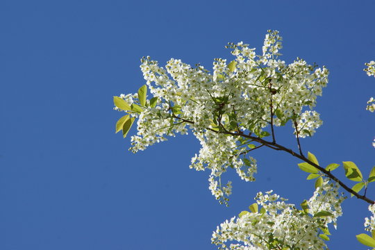 Flowering branch of bird cherry against the clear sky 
Цветущая ветка черемухи на фоне ясного неба