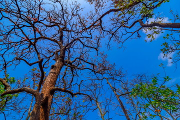 warm spring sun shining through the canopy of tall beech trees