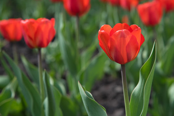 Blossoming buds of tulips with green stems and leaves in summer on the street