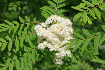Blühender Vogelbeerbaum, Sorbus aucuparia