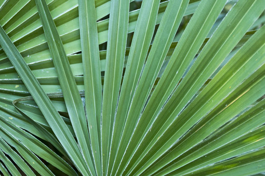 Overlapping green palm leaves