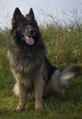 old german shepherd dog sitting with tension