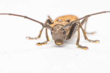 Brown Spined Oak Borer Longhorn Beetle (Arthropoda: Insecta: Coleoptera: Cerambycidae: Elaphidion mucronatum) crawling on a white surface isolated with white background