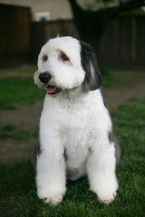Olivia, a female Old English Sheepdog