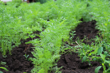 Carrots, garden