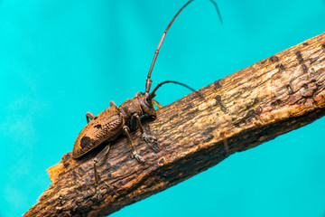 Brown Spined Oak Borer Longhorn Beetle (Arthropoda: Insecta: Coleoptera: Cerambycidae: Elaphidion mucronatum) crawling on a tree branch isolated with buttery, smooth, blue background