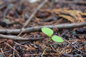 Fresh green shoots that could be used for images of the future, hope and the environment	