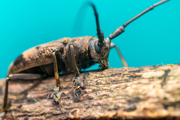 Brown Spined Oak Borer Longhorn Beetle (Arthropoda: Insecta: Coleoptera: Cerambycidae: Elaphidion mucronatum) crawling on a tree branch isolated with buttery, smooth, blue background
