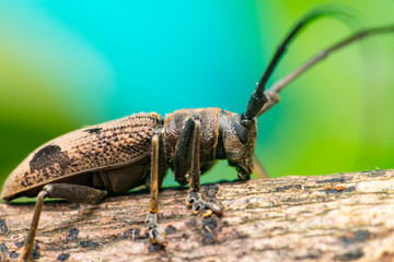 Brown Spined Oak Borer Longhorn Beetle (Arthropoda: Insecta: Coleoptera: Cerambycidae: Elaphidion mucronatum) crawling on a tree branch isolated with buttery, smooth, green background