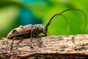 Brown Spined Oak Borer Longhorn Beetle (Arthropoda: Insecta: Coleoptera: Cerambycidae: Elaphidion mucronatum) crawling on a tree branch isolated with buttery, smooth, green background