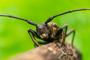 Brown Spined Oak Borer Longhorn Beetle (Arthropoda: Insecta: Coleoptera: Cerambycidae: Elaphidion mucronatum) crawling on a tree branch isolated with buttery, smooth, green background