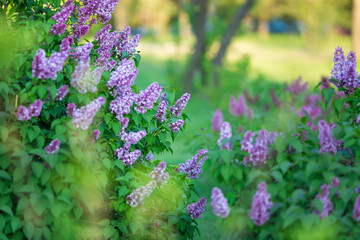 Obraz premium Bush of wonderfull full of delicious scent flowers lilac purple and blue colour.