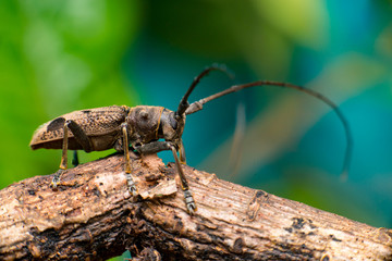Brown Spined Oak Borer Longhorn Beetle (Arthropoda: Insecta: Coleoptera: Cerambycidae: Elaphidion mucronatum) crawling on a tree branch isolated with buttery, smooth, green background