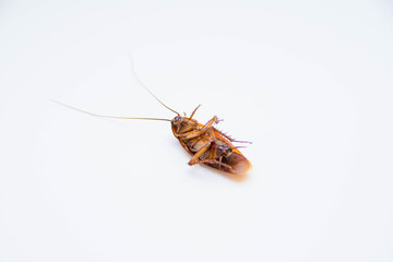 isolate cockroach on white background.