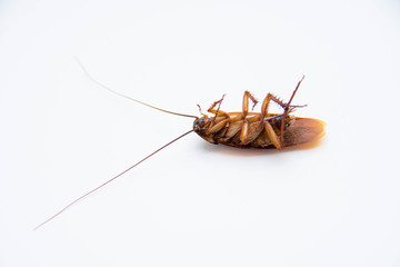 isolate cockroach on white background.