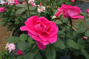 五月のバラ