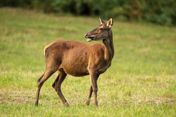 biche 65 bareil france