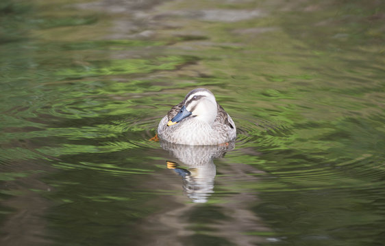 池を泳いでいる鴨の写真カモ