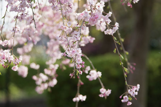 春のバナーに使えそうな美しいしだれ桜のアップ5
