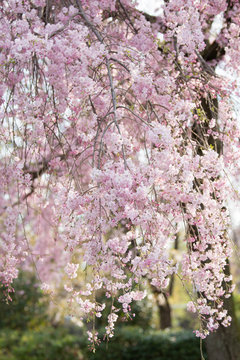 春のバナーに使えそうな満開で美しいしだれ桜のアップ6 縦写真