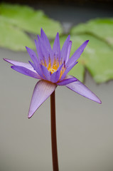 purple Lotus Flower float in the bloom