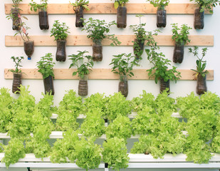 Plant herbs in pots hang on the wall.