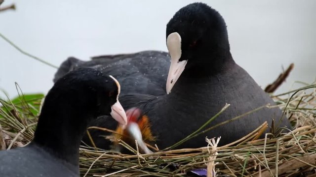 Coots are small water birds that are members of the Rallidae family. They constitute the genus Fulica, the name being the Latin for "coot". Coots have predominantly black plumage.