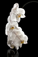Fototapeta na wymiar Beautiful white orchid isolated on black